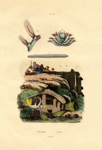 ハタ、1833-39 作： French School